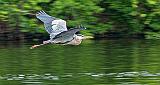 Heron In Flight_P1150535